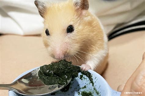 養倉鼠|【養鼠知識】基本飼養倉鼠指南